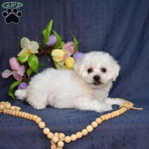 Cadbury (Tiny), Bichon Frise Puppy